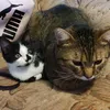 saymeowtocats