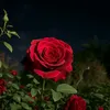 shahad7469
