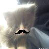 iniinisaap