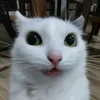 cat628379