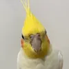 trauifox3up