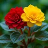 jamal.ali7684