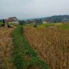 pemburu binor