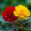 alkhal.omar