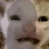 Hoạt Hình Vui Vẻ 🐧