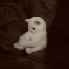 رنــو