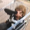 polinidsoz5