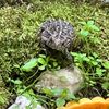 toad6772