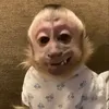 wiggo050