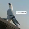sofirjdu