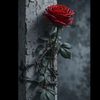 user54700914619288