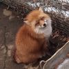 🦊ﾒ𝟶