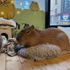 capybaraloafs