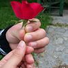 hazal.habib