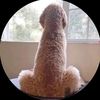 streamercliip