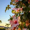 redrutinsroses_09