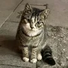le royaume des chats