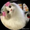 hani_hehe0