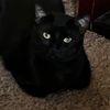 nightcrawler_onxy