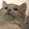 alan_sukakucing