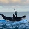 dolphinshow.usa