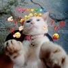 drama_roblox_pemula