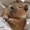 gigisusu