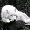 cahangirov_52