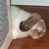 benji_bunny13