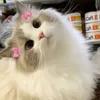 mqawsz