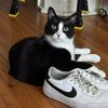fivecatstorulethemall