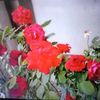 rajazain3982