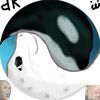 iluvorcasandseals