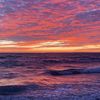 savannah_943