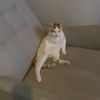 .mithter.lithp