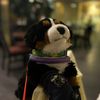 hunter.essa_dog1
