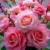 wael1598