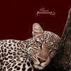 reem49183