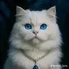 user1402862368368