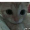 kit_ana67