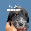 moosethebernedoodleandme