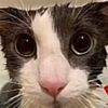 BeanosClips