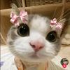 kitty_.a2