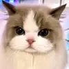 jellly42