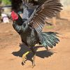 🐓ကိုကျော်🐓 09765221991