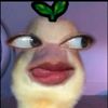 kcssbnkbj._