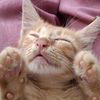lirik.comment