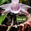 v.giang630