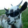 yoshi_giep