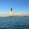 dafuni476